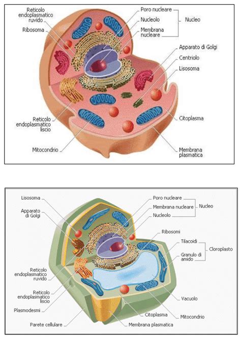 Differenza tra cellula batterica e cellula animale - notizia 2024