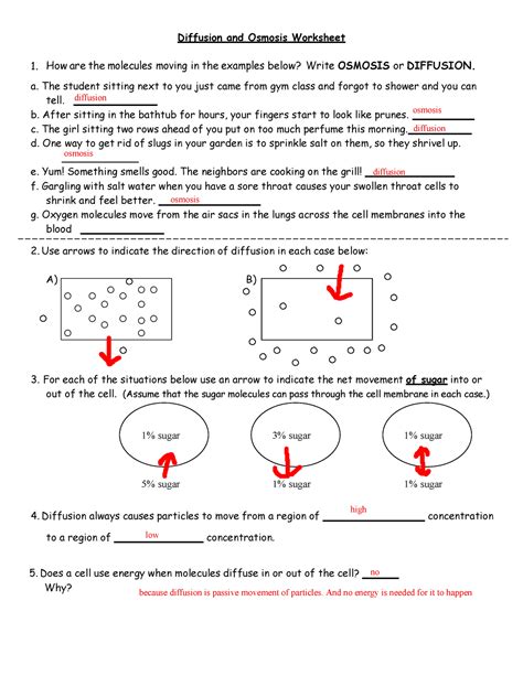 Diffusion And Osmosis Worksheet Answers