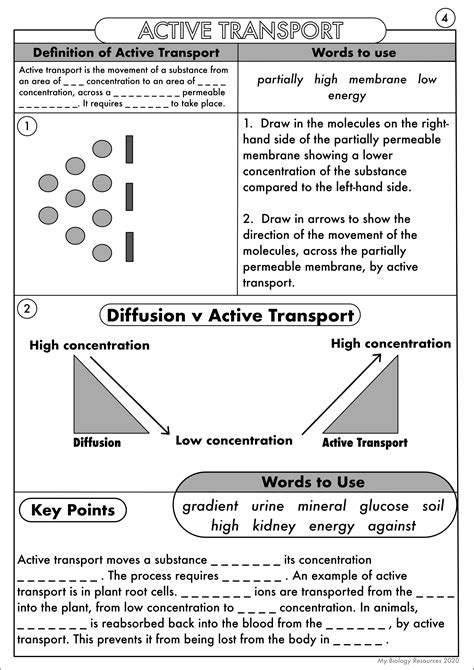 Diffusion osmosis and active transport worksheet. ppt and Active Transport.  ...