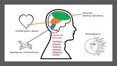 Dig og din hjerne #6: Thalamus - Physical Movement