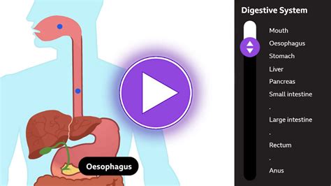 Digestion - BBC Bitesize