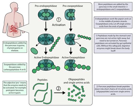 Digestion Archives BioMed Visuals