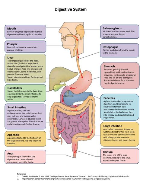 Digestion Flow-diagram Model - PhysiologyModels.info