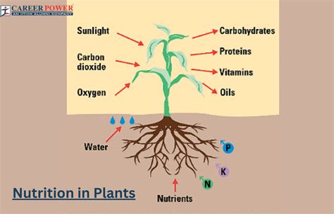 Digestion in Humans - Nutrition in Plants and …