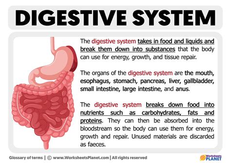 Digestion meaning
