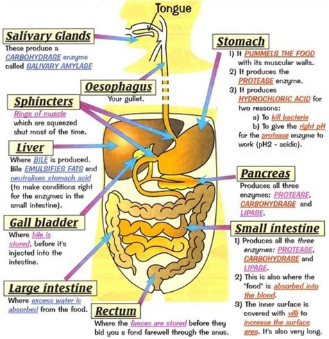 Digestive System: Organs Flashcards Quizlet