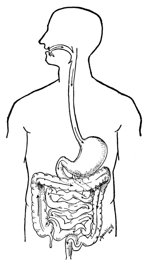 Digestive System Coloring Page For Kids Free Coloring Pages