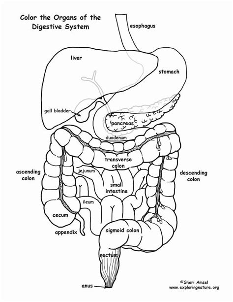 Digestive System Coloring Page Unique Digestive System Organs