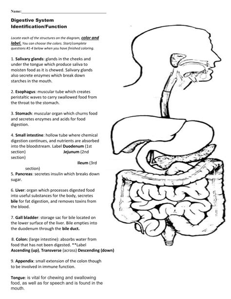 Digestive System Coloring Page for Media in Class Educative Printable