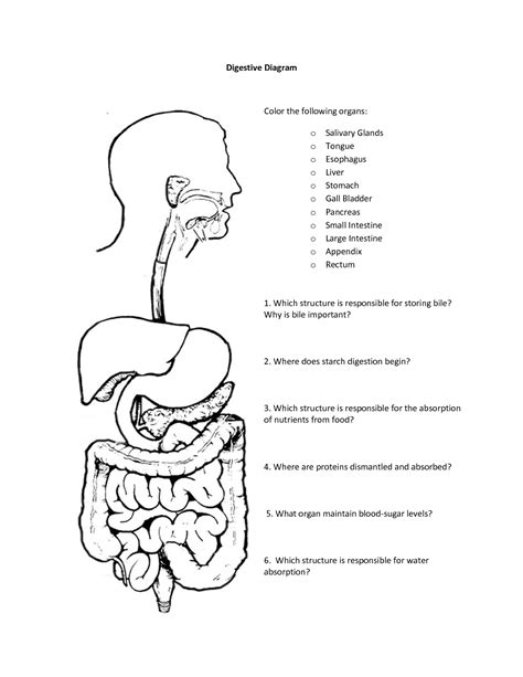 Digestive System Coloring Shee