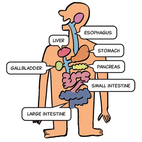 Digestive System Diagram for Kids & Digestion Facts InfoBarrel