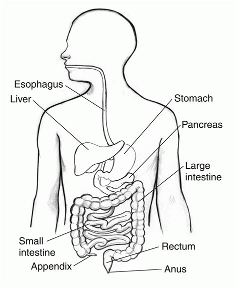 Digestive System For Coloring