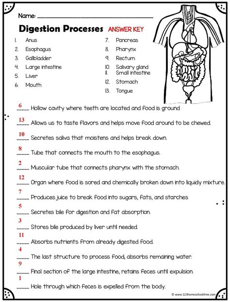 Digestive System For Kids Worksheets