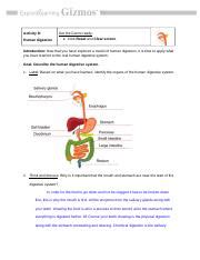 Digestive System Gizmo Worksheet Answers SYSTEMSG