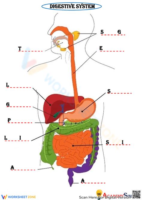 Digestive System Label worksheet