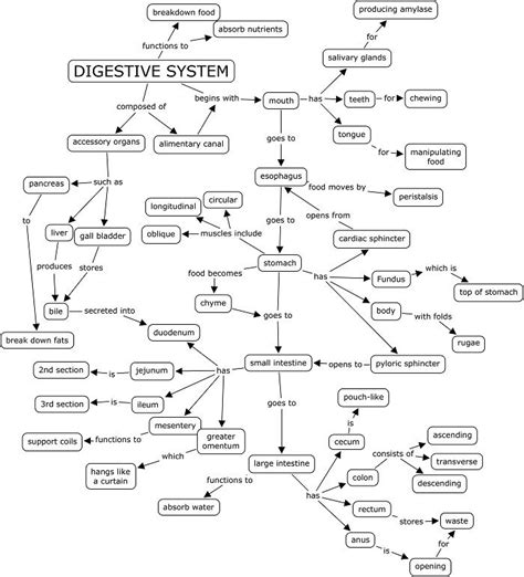 Digestive System Parts Concept Map Answer Key Tips For Understanding