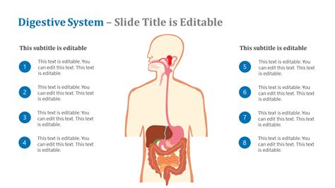 Digestive System PowerPoint Template SlideModel