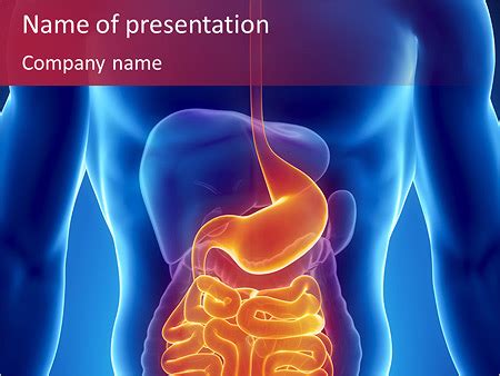Digestive System Powerpoint Template Backgrounds Google Slides Id 0000007000 Smiletemplates Com