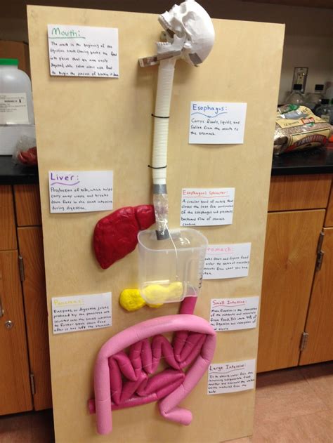 Digestive System Project Ideas For Kids