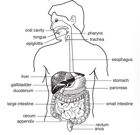 Digestive System Quizlet - Flashcards StudyHippo.com