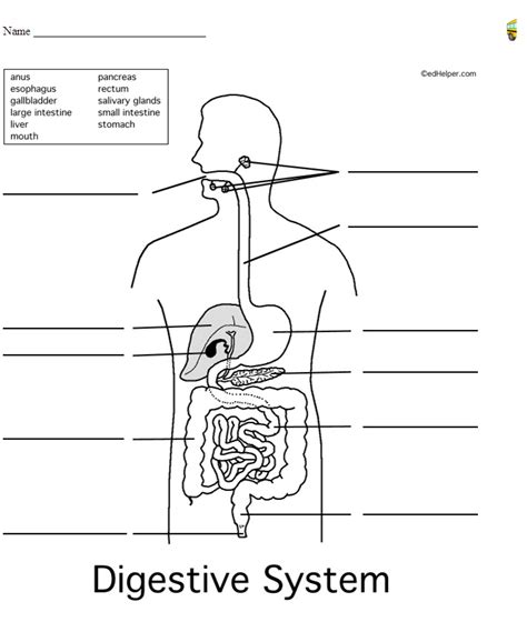 Digestive System Review Interactive Worksheet by Carolyn Zelek Wizer.me