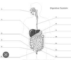 Digestive System Test Quizlet