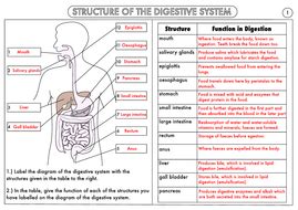 Digestive System Worksheet Answer Key Luxury Gcse Biology Digestion