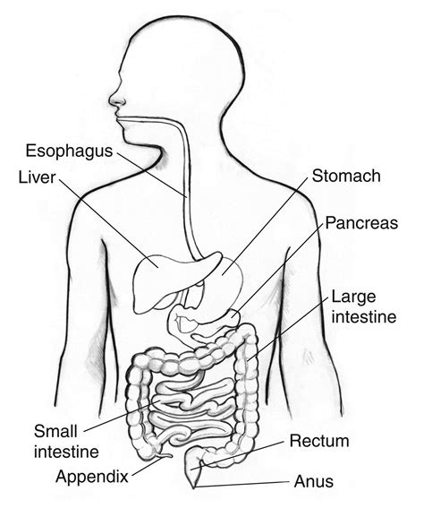 Digestive System coloring page ColouringPages