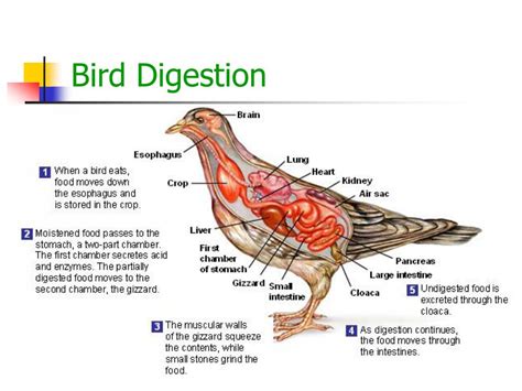 Digestive System of Birds - GuyHowto