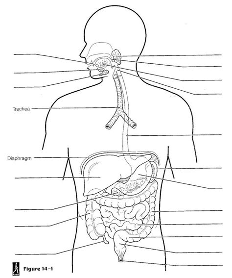 Digestive and Excretory Systems General Science I - Quizlet