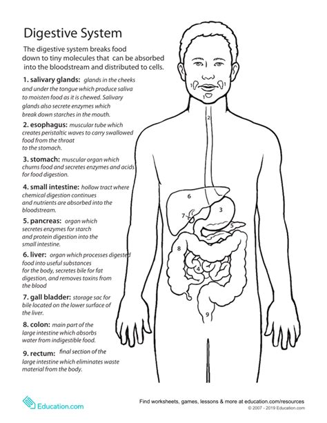 Digestive system 7th grade study guide. - Panasonic sdr sw20 sw28 service manual repair guide.