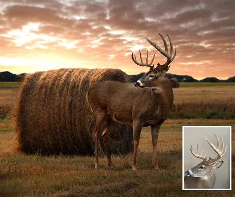 Digital taxidermy. This preview is just a low resolution sample. Your finished photo will be a high resolution image matching your antlers and unique markings. After checkout, you will be able to upload a clear photo of the rack that matches the head angle in this scene. Send Field Photos and Grip & Grins Euros & Mount Photos Accepted Antler Pics Like Sheds & … 