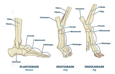 Digitigrade - Wikipedia