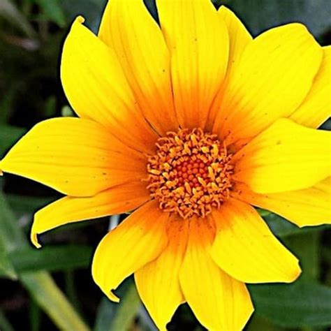 Dignity death notices.  Kneeshaw & Sons from 25 West Street.  منذ 10 من الساعا...