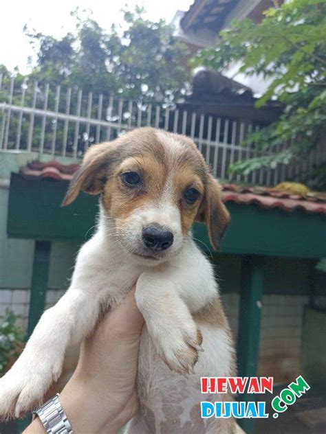 Dijual Anjing Beagle Murah & Terpercaya!