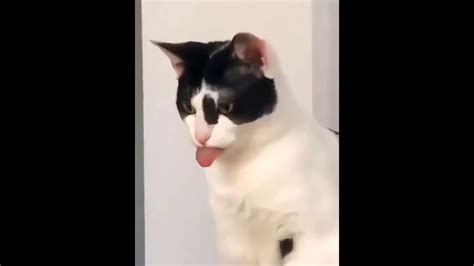 Dil çıkaran kedi