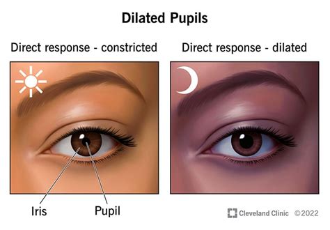 Dilate in Spanish