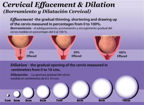  Throughout this process, your cervix will keep