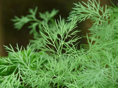 Dill: Planting, Growing, and Harvesting Dill Weed in the …