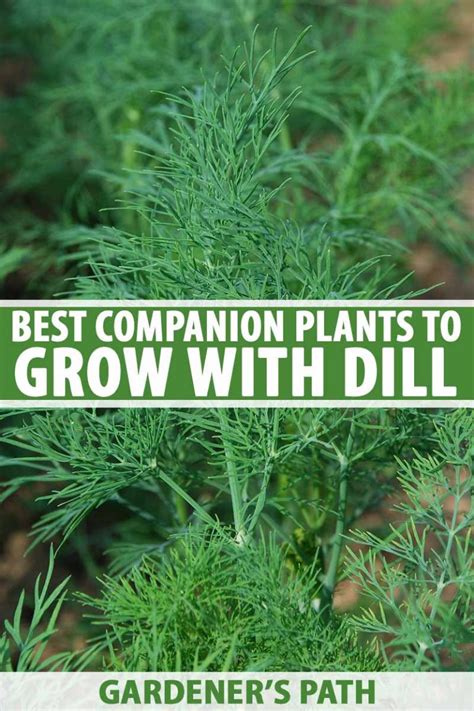 Dill Companion Planting - Our Herb Garden