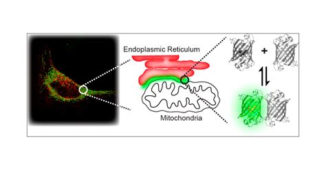 Dimerization-dependent green and yellow fluorescent proteins