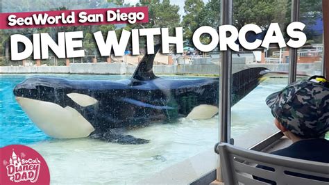 Dine with Orcas Review: Is it Worth it? SeaWorld San Diego 2024