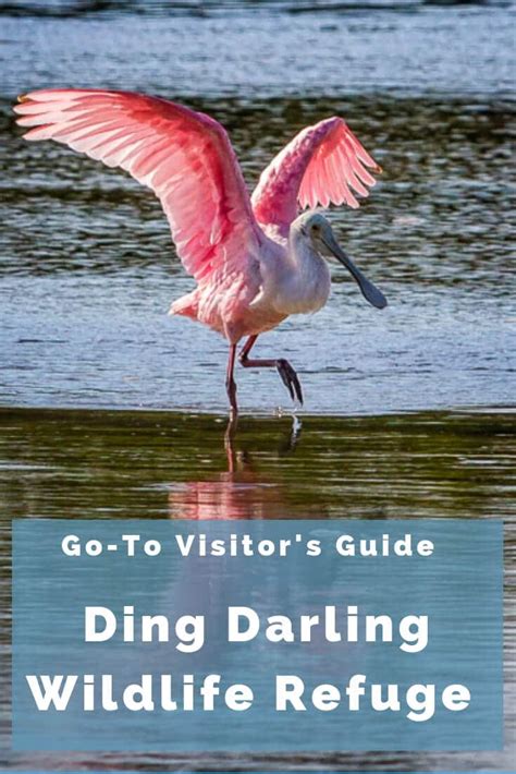 Ding darling refuge. Things To Know About Ding darling refuge. 