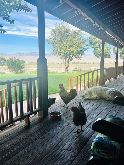 Dingleberry pics chicks.  133K subscribers in the chickens community.  Ma...