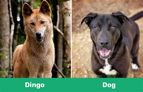 Dingo and dog. ... dingoes in Australia. Keywords: admixture, Australia, Canis dingo, Canis familiaris, dingo, dog, domestication, feral dog, introgression, wild dog. 