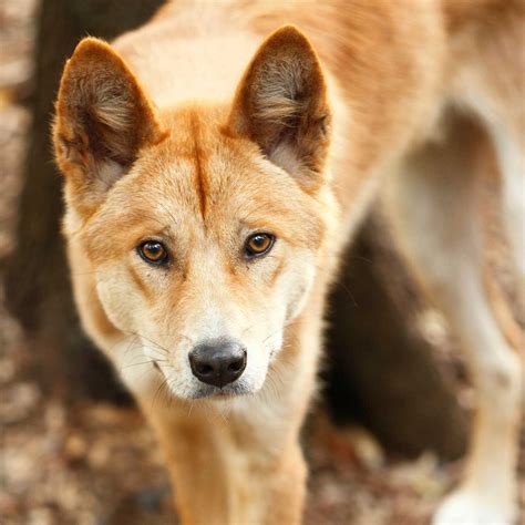 Dingo dogs. Dingoes protect themselves by moving in a secretive fashion and, when threatened, acting as a group to defend themselves. Dingoes face several threats such as crocodiles, humans an... 