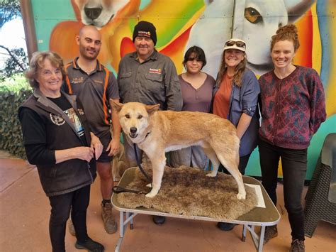 Dingo foundation.  - Lyn Watson Australian Dingo Foundation.  Natural selection favors coat colo...