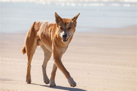 Dingo on aidonsininen, kotoperäinen australialainen laji