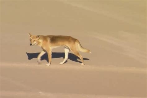 Dingoes attack a woman jogging on Australian island beach and leave her hospitalized