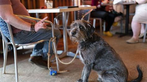 Dining is going to the dogs, and not everyone is happy about it